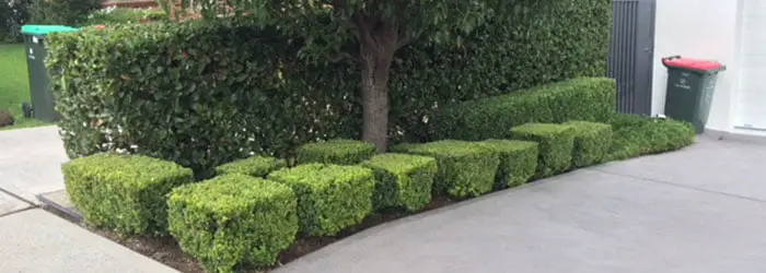 Winter Lawn Care