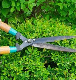 Lawn care services in NSW