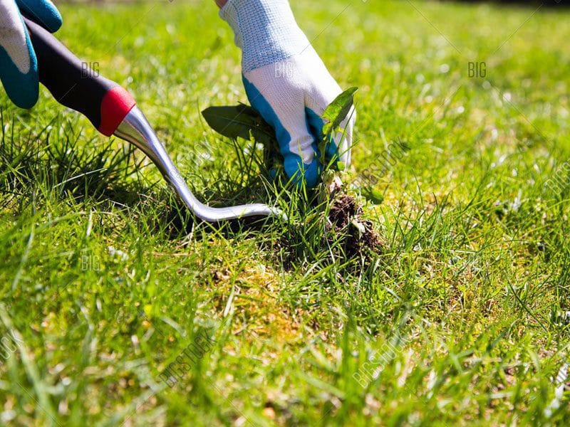 Garden Fertilising Sydney