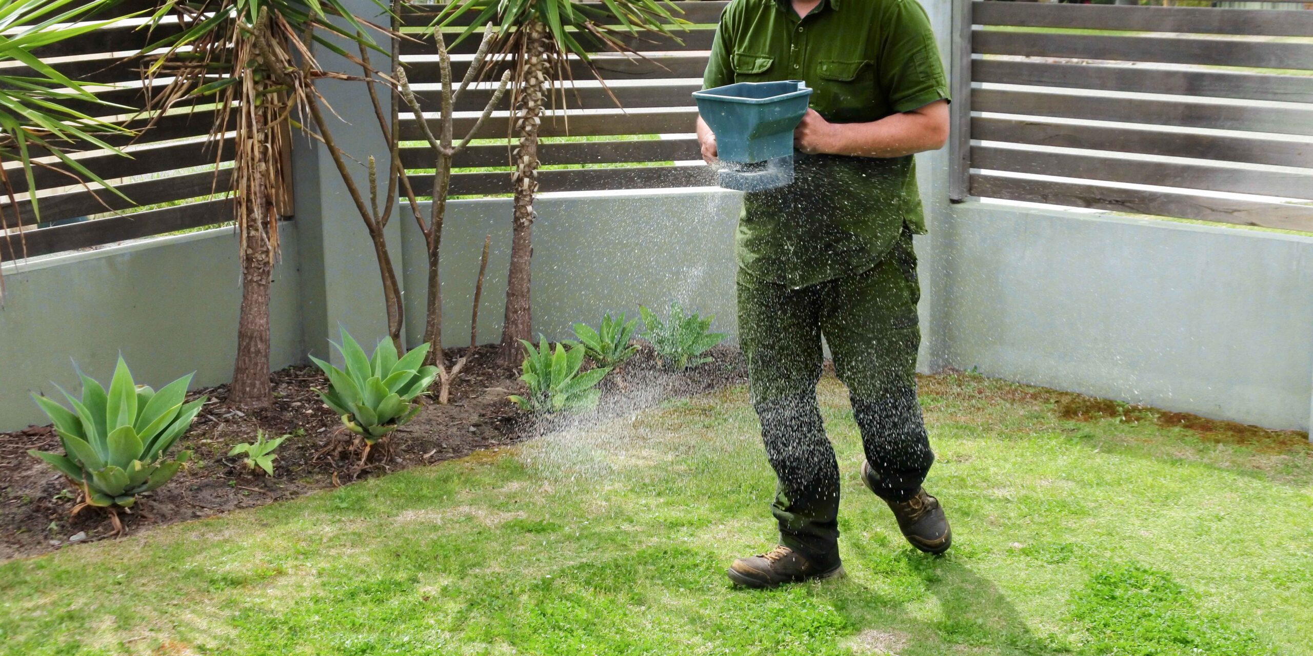 fertilise lawn