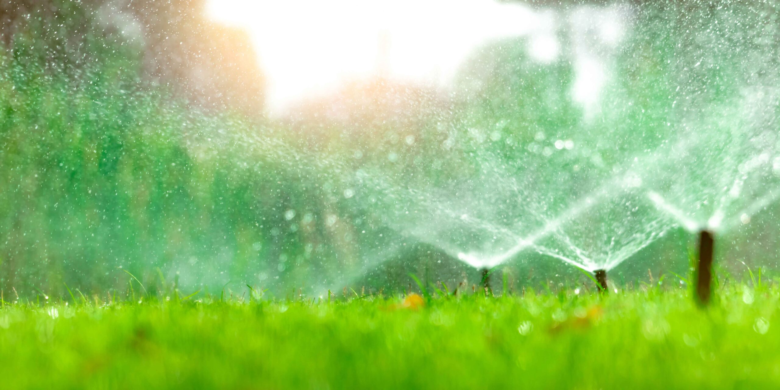 watering lawn