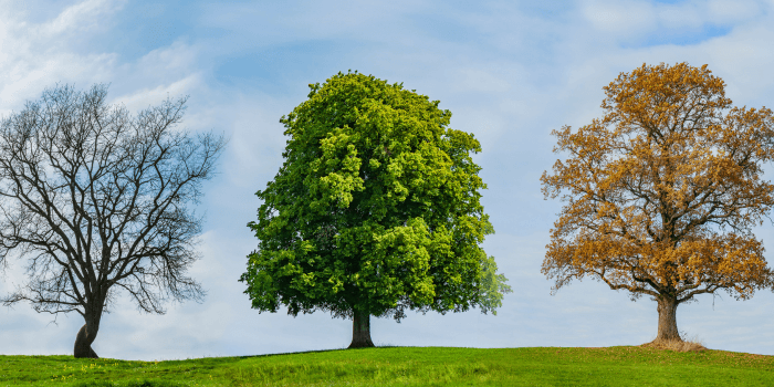 Seasonal Tree