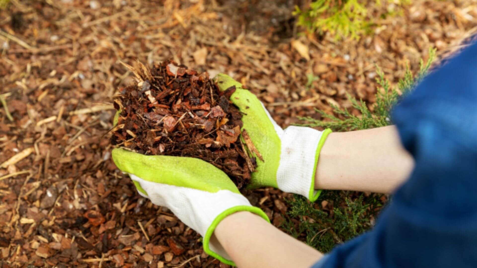 Healthier Garden