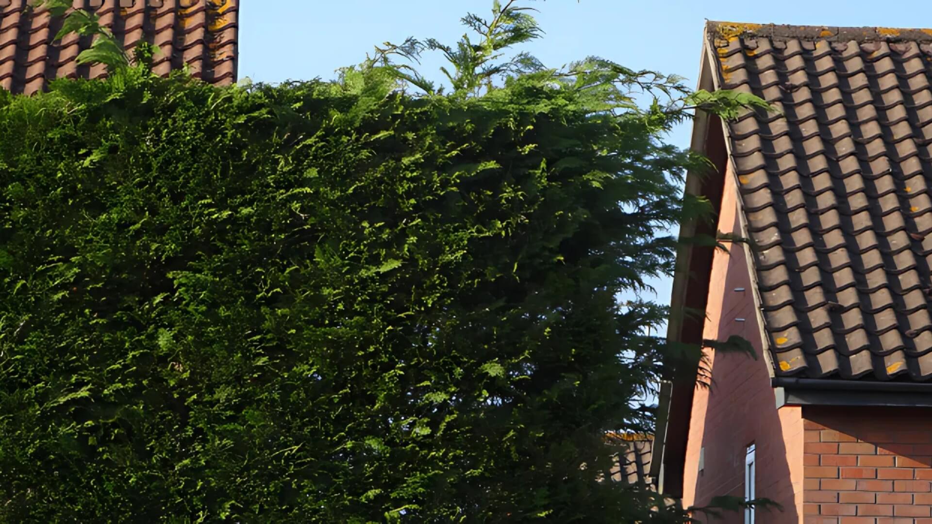 Pruning Services This Summer