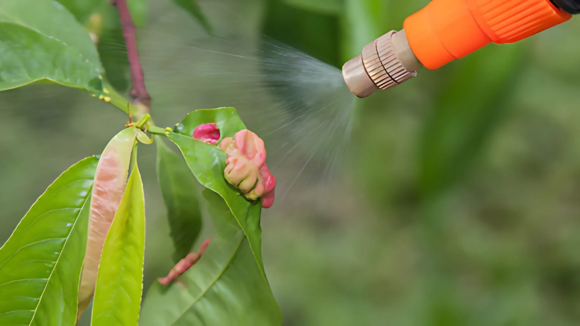 Keep Your Yard Beautiful