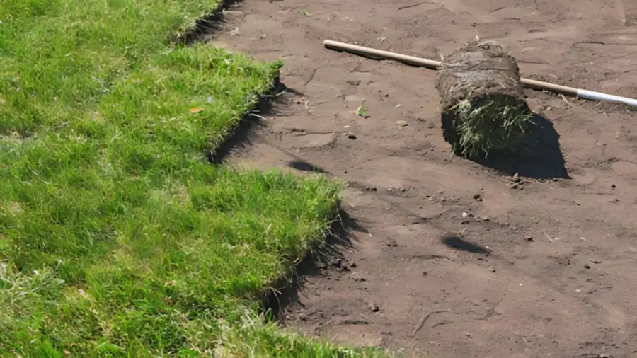 Healthy Lawn