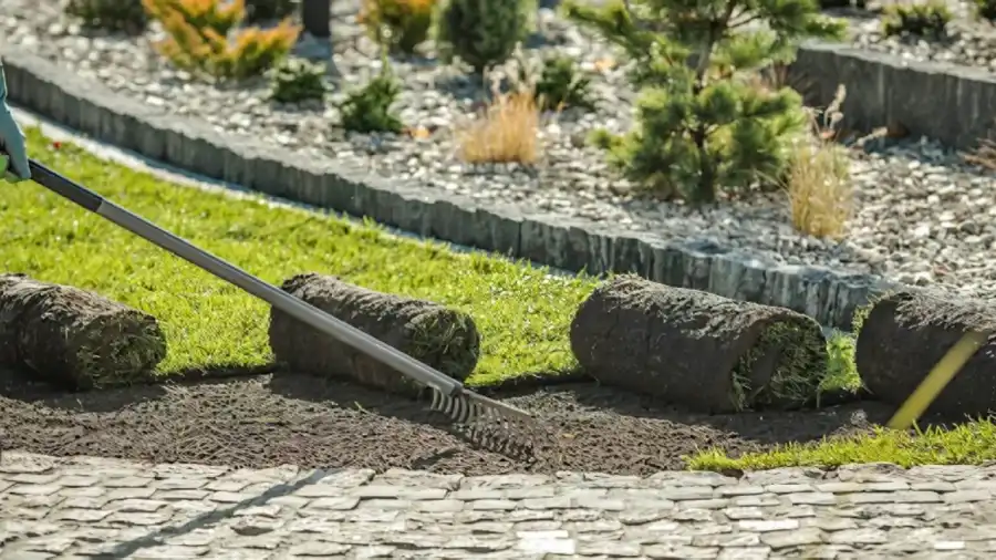 Healthy Lawn