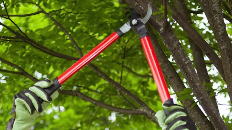 Safer Trees