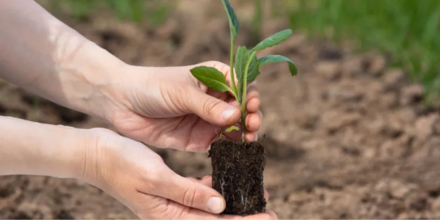 Deep root development supported by late autumn fertilising in NSW